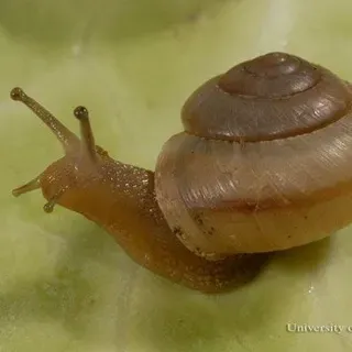 thumbnail for publication: Terrestrial Snails (Phylum Mollusca, Class Gastropoda) Affecting Plants in Florida